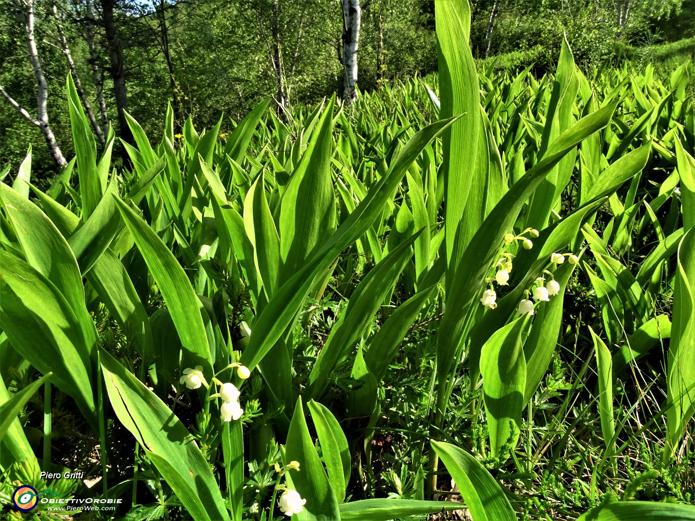 25 Convallaria maialis (Mughetto) distesa in fioritura.JPG